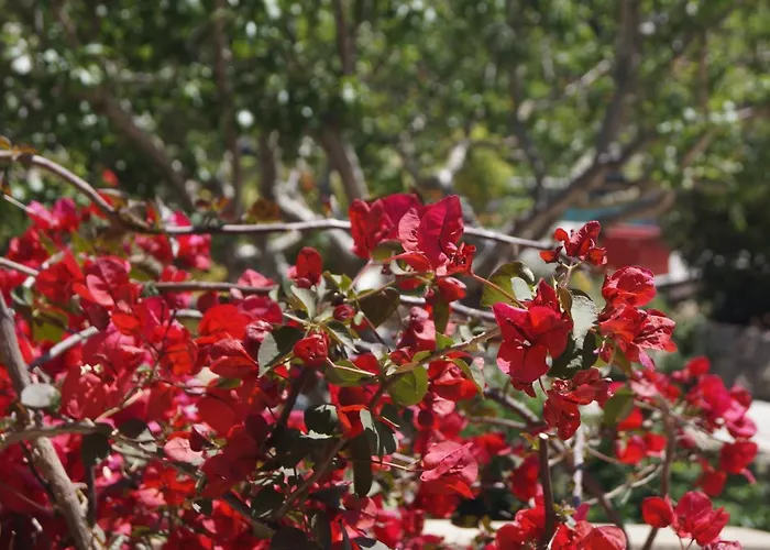 Les Jardins De Santa Giulia - Charmante Dhte 1